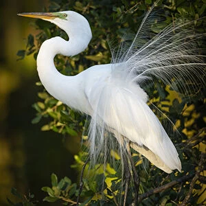 Great egret courtship, Florida, USA