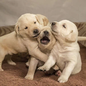 Litter of one month old Yellow Labrador puppies playing. (PR)