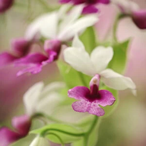 Orchid Calanthe vestita