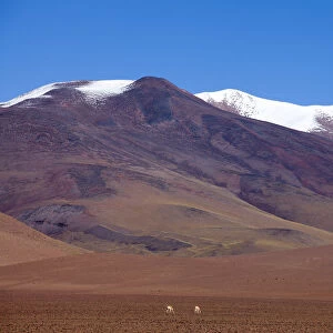 South America, Argentina, Province Catamarca, vicunas in the high plateau
