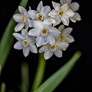 USA, Colorado, Fort Collins. Paperwhite flower plant close-up