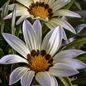 USA, Colorado, Fort Collins. White flower close-up