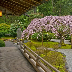 Weeping Cherry, Paviliion, Flat Garden, Portland Japanese Garden, Portland, Oregon, USA