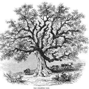 HARTFORD: CHARTER OAK. The Charter Oak, at Hartford, Connecticut, where Connectict colonists hid the Colonial Charter from Governor Edmund Andros in 1687. Wood engraving, 1862