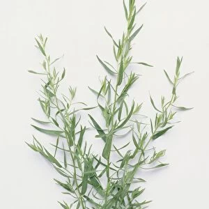 Artemisia dracunculus (Tarragon) stems with leaves