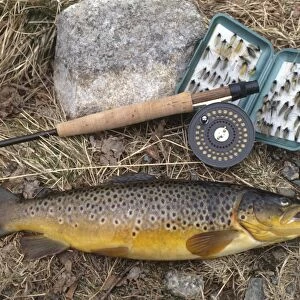 A brown trout laid out on grass next to some fishing tackle, view from above