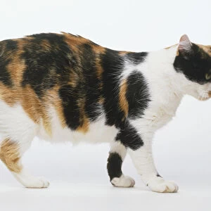 Brown and white tortoiseshell Manx Cat (Felis catus) on all fours, side view