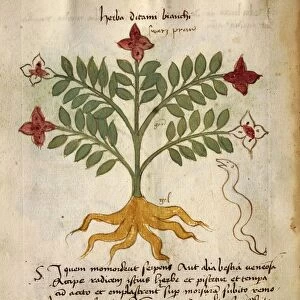 Burning-bush (Dictamnus albus), illustration by Orgione Rizzardo, 14th century