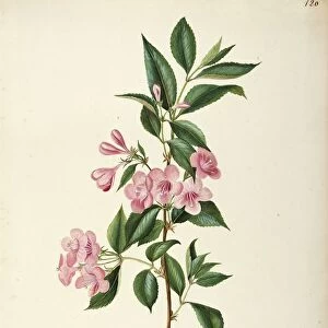 Caprifoliaceae, Old Fashioned Weigela (Weigela florida), Deciduous shrub for hedges, native to China, by Maddalena Lisa Mussino, watercolor, 1849