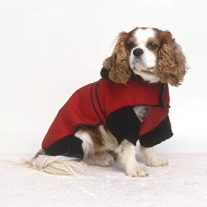 Cavalier King Charles Spaniel wearing warm, red winter coat