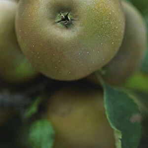 Close-up of a Egremont Russet apple