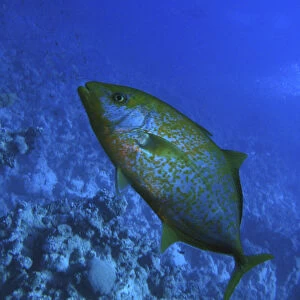 Egypt, Red Sea, a Trevally (Carangidae) swimming in reef