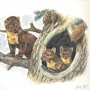 European Pine Marten Martes martes with youngs in the den, illustration