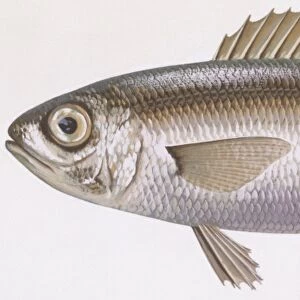 Fishes: Perciformes (perch-likes) Bogue (Boops boops), illustration