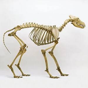 Grey wolf (Canis lupus), skeleton