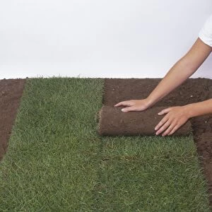 Hands rolling turf on soil