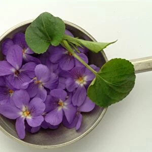 Medicinal Plant Violet. Viola Odorata. Viola Mammola