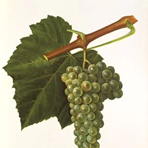 Noah grape, illustration by J. Troncy