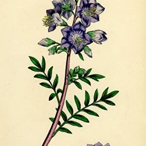 Polemonium caeruleum, Jacob s-ladder