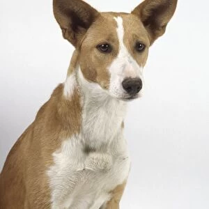 Portuguese Podengo dog, head and shoulders, facing forward