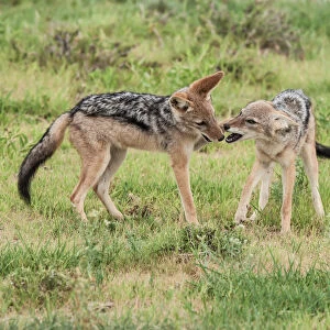 The black-backed jackal (Canis mesomelas) is a canid native to two areas of Africa, separated by roughly 900 km. One region includes the southernmost tip of the continent, including South Africa, Nami