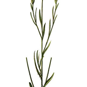Centaurea cyanus (cornflower, bachelors button)
