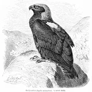 Eagle engraving 1892