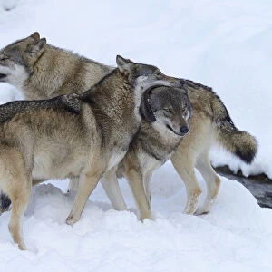 European Wolves -Canis lupus- in the snow, social behaviour, Goldau Animal Park, Canton of Schwyz, Switzerland