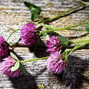 Flowers of red clover -Trifolium pratense- on a wooden surface