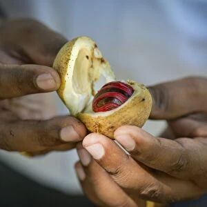 Hands holding a nutmeg with mace -Myristica fragrans- in its shell, Peermade, Kerala, India
