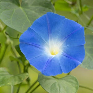 Heavenly Blue Morning Glory -Ipomoea tricolor-, flowering, Thuringia, Germany