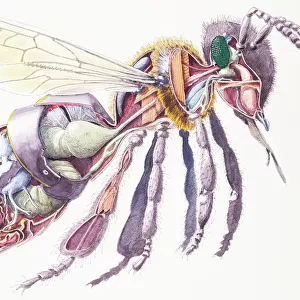 Hymenoptera Related Images