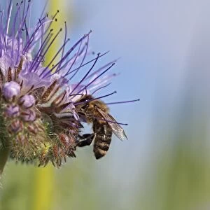 Honey bee -Apis sp. -, on a purple flower, Phacelia, Scorpionweed or Heliotrope -Phacelia sp. -, Baden-Wuerttemberg, Germany, Europe