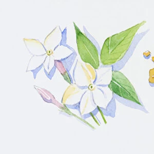 Illustration of white neroli flowers, pink bud and green leaves on stems, sandalwood wood chips, and pink rose bud on stem with sepals