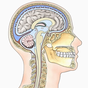 Lateral cross section through the skull showing the brain with intermediate layers (meninges) highlighted