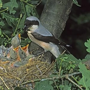 Lesser Gray Shrike -Lanius minor- adult feeding young in the nest, Hortobagy, Hungary, Europe