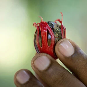 Nutmeg with mace -Myristica fragrans-, Peermade, Kerala, India