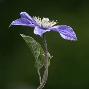 Purple Clematis -Clematis viticella Prince Charles-