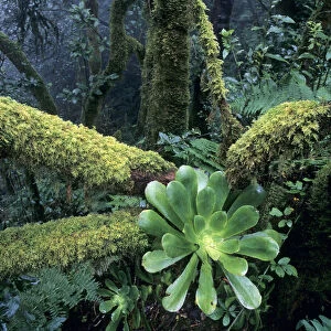 Rosette of Aeonium (Aeonium cuneatum) on a moss-covered tree trunk, Anaga Mountains, Tenerife, Canary Islands, Spain, Europe