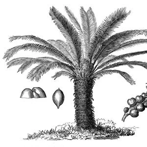 The Sago Palm, Cycas revoluta