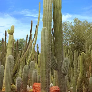 Saguaro Cactus Garden in Sonora Desert at Phoenix