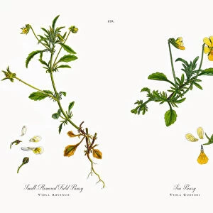 Small-Flowered Field Pansy, Viola Arvensis, Victorian Botanical Illustration, 1863