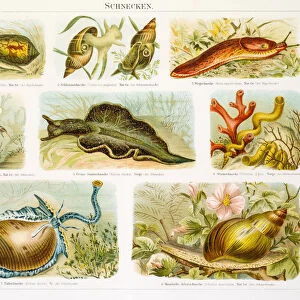 Snails lithograph 1896
