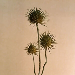 Thistle seed pods