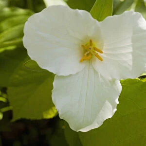 Western Wake Robin, Pacific Trillium or Western White Trillium -Trillium ovatum-, flower, Quebec Province, Canada
