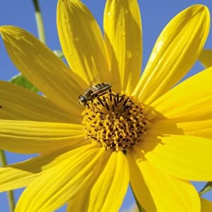 Yellow flowers of the Jerusalem Artichoke, Sunchoke or Topinambour -Helianthus tuberosus-