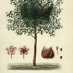 Achiote or lipstick tree, Bixa orellana, Rocou a teinture