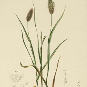 Alpine Cat s-tail (Phleum alpinum) (colour litho)