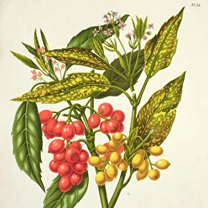 Aucuba japonica, litho by G. Severeyns, 19th century (chromolitho)