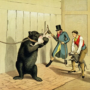 Bear Baiting, pub. by Thomas McLean, 1820, (sporting print)